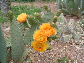 Cactus flower