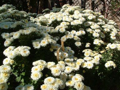 Mums from the garden