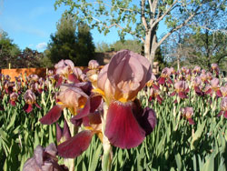 purple iris