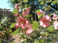 blooming hollyhock