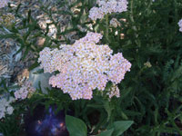 blooming yarrow