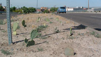 cactus in a median with a car going by