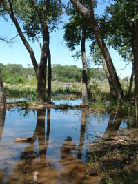 bosque under water