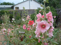 Hollyhocks