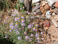 blooming asters