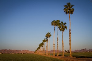 Palm trees and durum wheat, Gila Valley east of Yuma