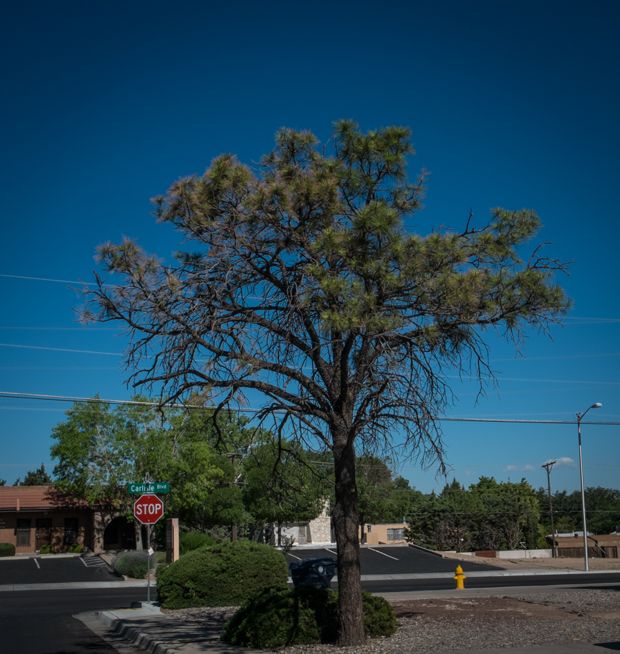 Dying pine tree in my neighborhood, June 2014