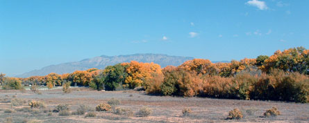 bosque in fall colors