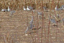 Picture of cranes and geese