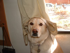 Sadie with curtain over her head