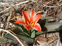 parrot tulip