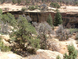 Dead pinon pines