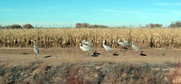 Sandhill cranes