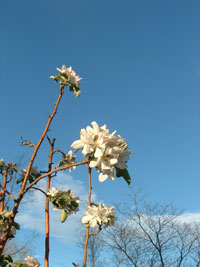 apple blossom