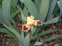 iris