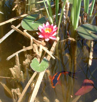 Lily bloom