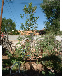 Arizona sycamore