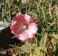 hollyhock