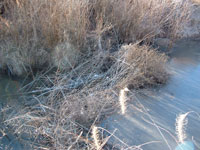 beaver dam in the bosqu