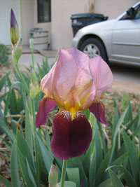iris