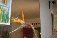 bird of paradise