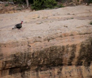 Turkey, staring into the abyss, by L. Heineman, May 2014