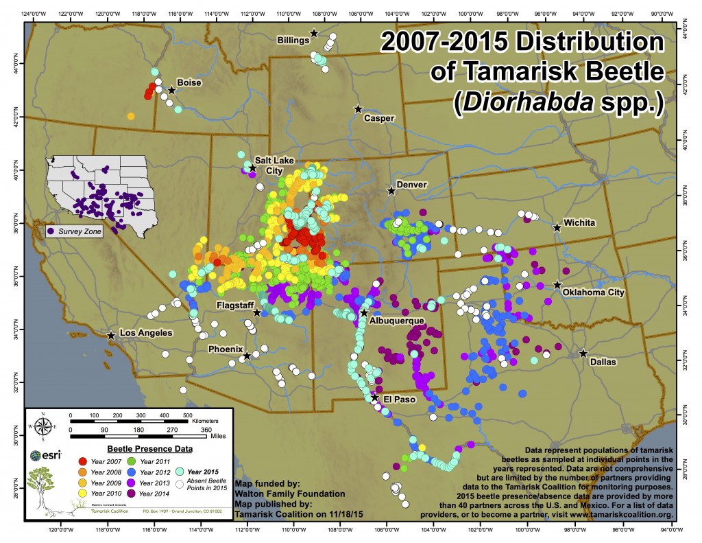 tamarisk beetle map