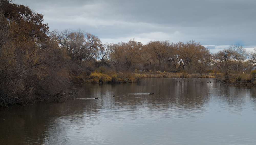 Rio Grande Nature Center, Albuquerque, John Fleck, December 2013