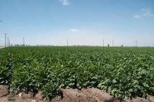 Imperial Valley ag still thrives despite drought and cutbacks in delivery of Colorado River water to California