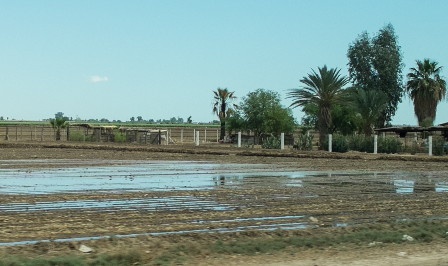 flood irrigation, Mexicali Valley, March 2014