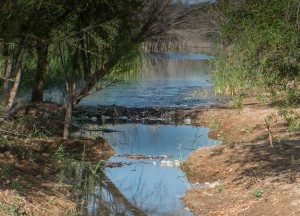 beaver dam at Laguna CILA site, March 27, 2014, by John Fleck