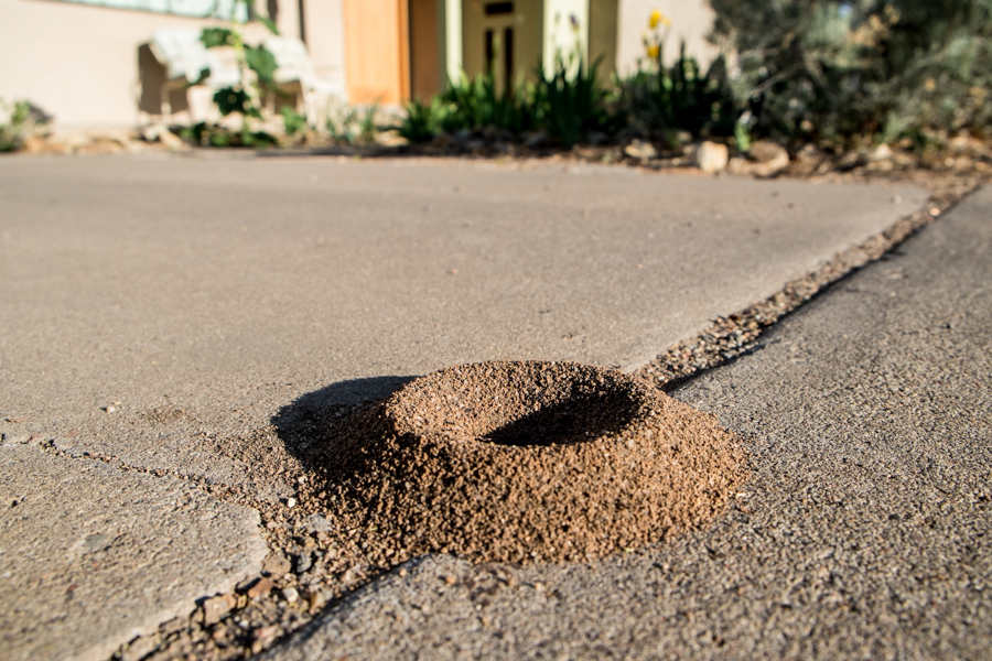 Ant hill in our driveway, April 2014, by John Fleck