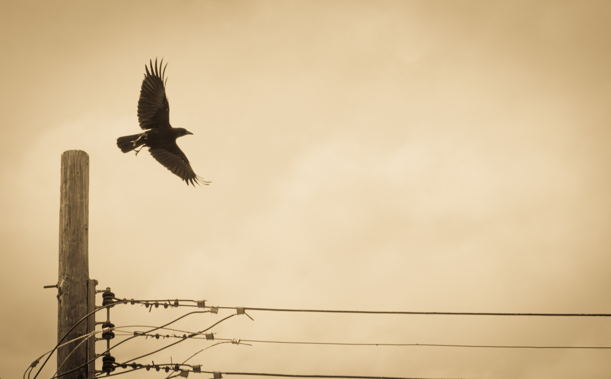 Crow taking flight from perch on telephone pole, April 2014,  by John Fleck