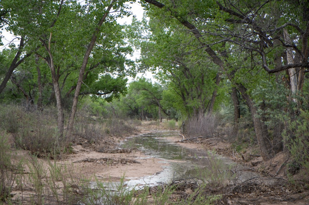Rio Grande pulse flow water in silvery minnow channel, Albuquerque, May 2014, by John Fleck