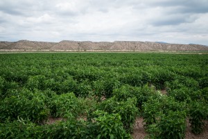 New Mexico's Hatch chile, seen here last August, will get their first Rio Grande irrigation water beginning May 11.