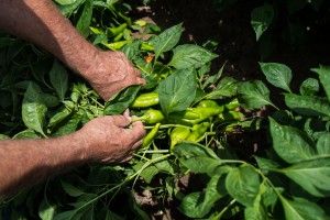 Southern New Mexico chiles, by John Fleck