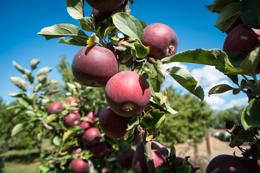 One of the ways we use water here in the high desert - apples in the orchard at Albuquerque's botanical garden, by John Fleck, September 2014