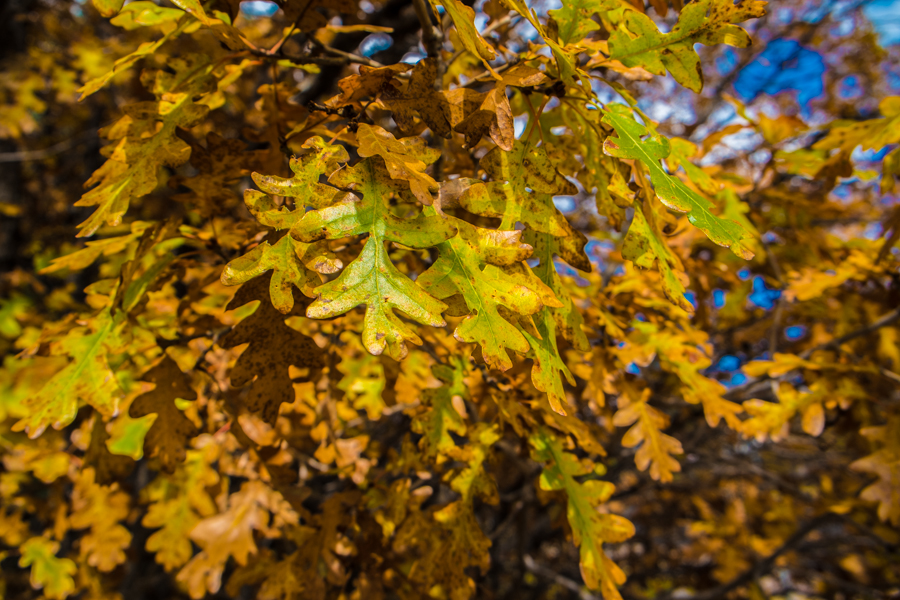 oak leaves in fall, Tree Spring trailhead, Sandia Mountains, by John Fleck, October 2014