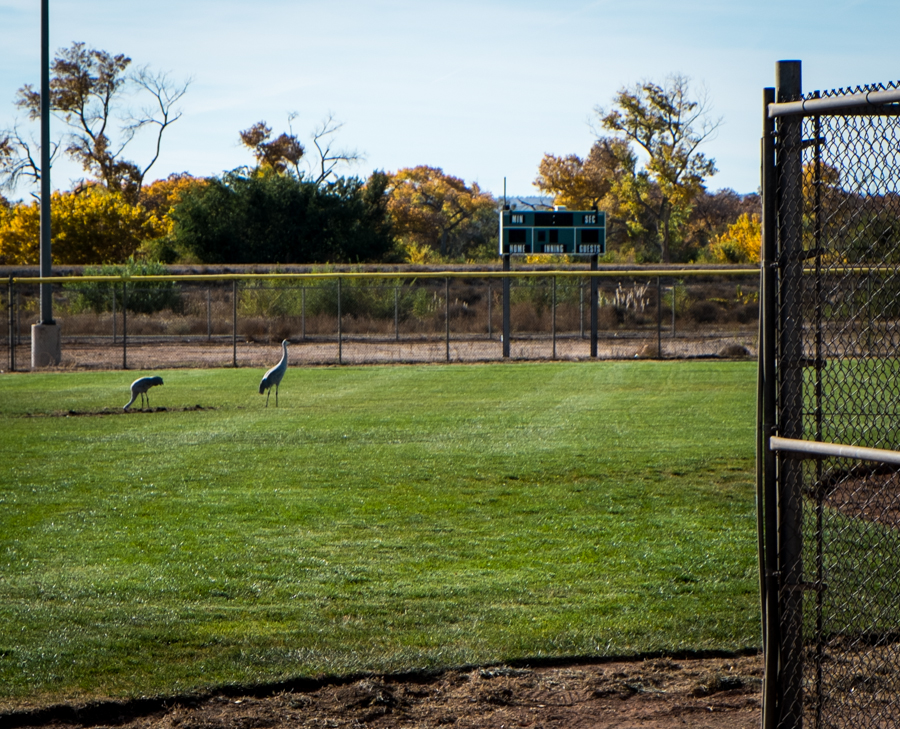 Sandhill cranes in Albuquerque ballfield, November 2014, by John Fleck