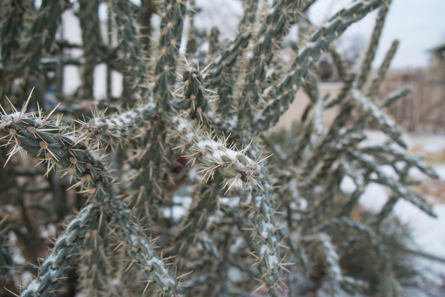 cactus snow, New Years' day, 2015