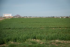 Irrigated alfalfa on the east side of the Phoenix metro area, February 2015