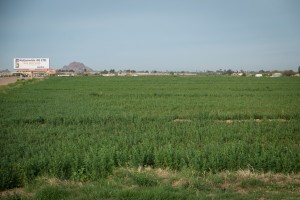 Alfalfa, east side Phoenix, February 2015, by John Fleck