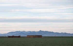 Palo Verde Irrigation District alfalfa, Blythe Calif., February 2015, photo copyright Joh Fleck