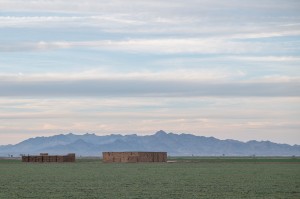 Alfalfa, Blythe, Calif., February 2015, by John Fleck