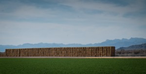 Alfalfa in the Parker Valley, Arizona, February 2015, by John Fleck