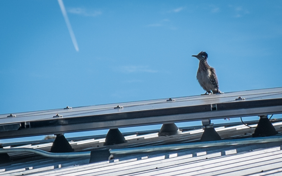 Roadrunner