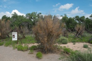A tree hit by tamarisk beetles, Albuquerque's Rio Grande bosque, July 2015, by John Fleck