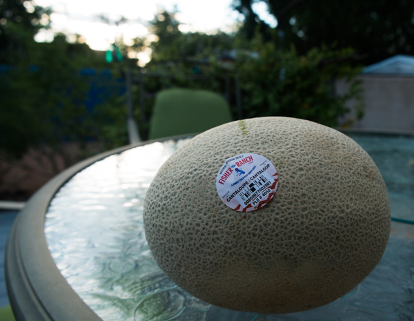 Fisher melon, from Blythe, Calif.