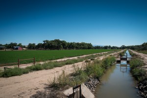 Alfalfa, the Rio Grande as working river