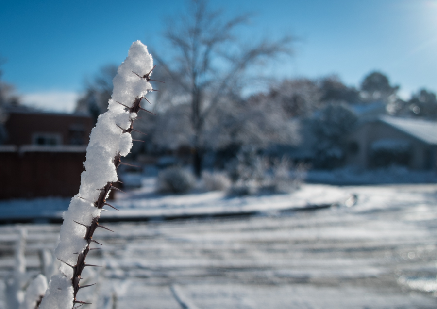 Ocotillo in the snow